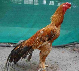 20 Excellent Fighting Rooster Breeds With Price.